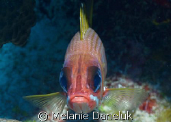 Grumpy old fart!  Squirrelfish taking me head-on.  First ... by Melanie Daneluk 